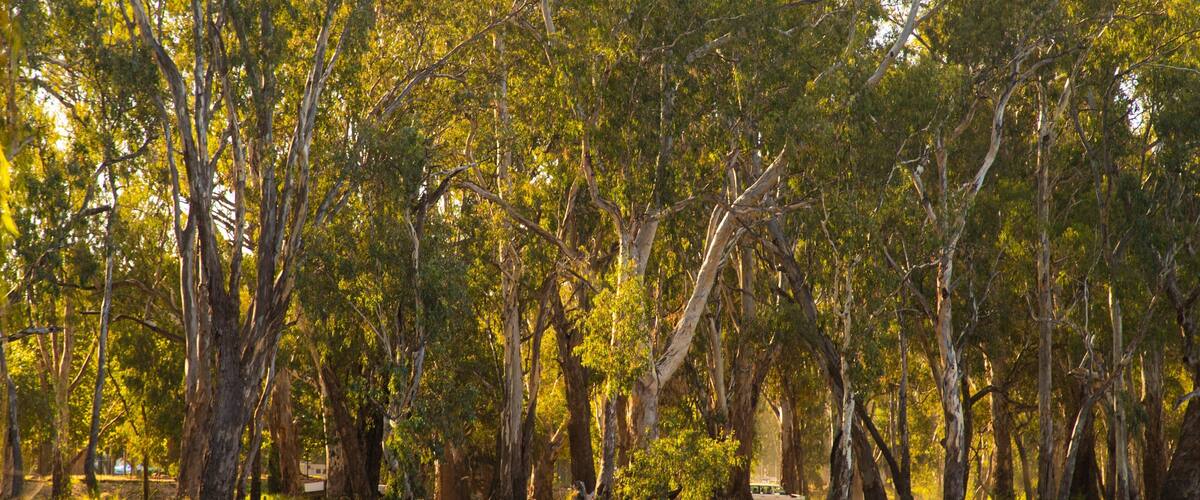A dense forest with tall trees and a river.