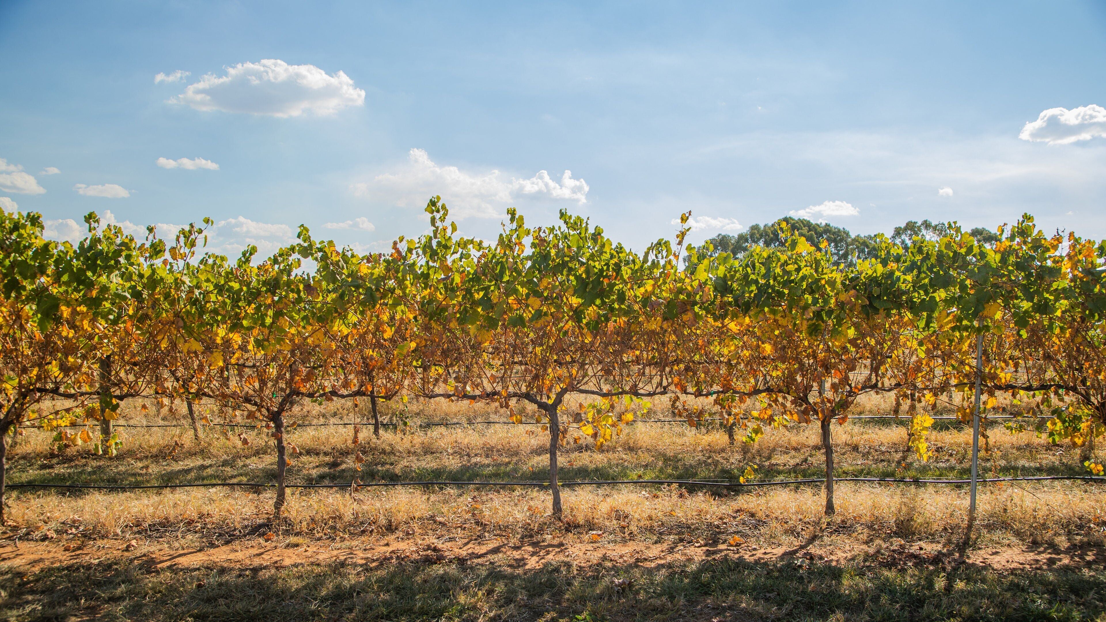A vineyard with rows of grapevines under a clear sky.