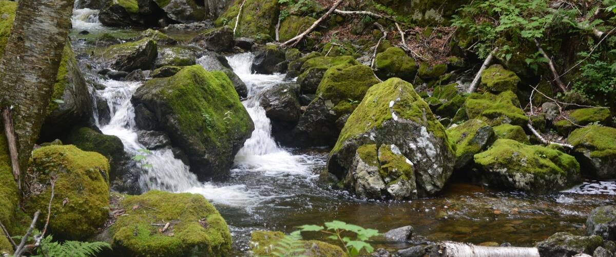 A moss-covered stream flowing over rocks in a forested area.