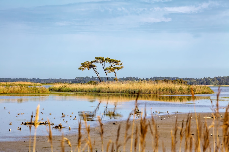 Gordons Pond Island