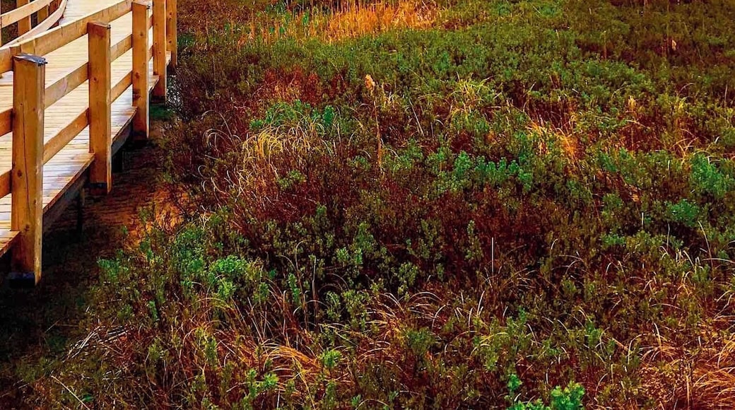 Boardwalk trail in Prince Edward Island
#PEI #canada #trail #sanddunes #boardwalk