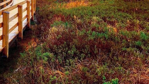 Boardwalk trail in Prince Edward Island
#PEI #canada #trail #sanddunes #boardwalk