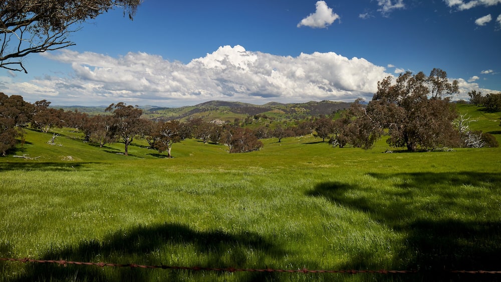 A green field with trees and hills in the background.