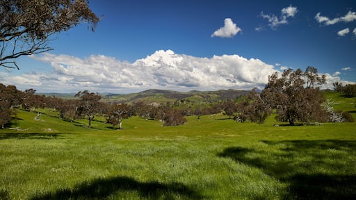 Greener pastures in Wee Jasper, New South Wales border, Australia