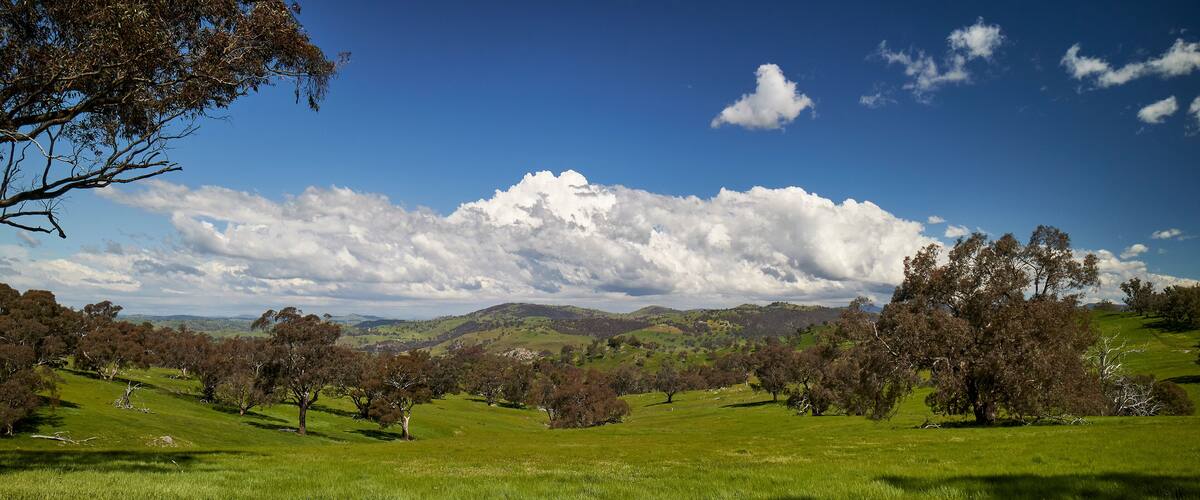A green field with trees and hills in the background.
