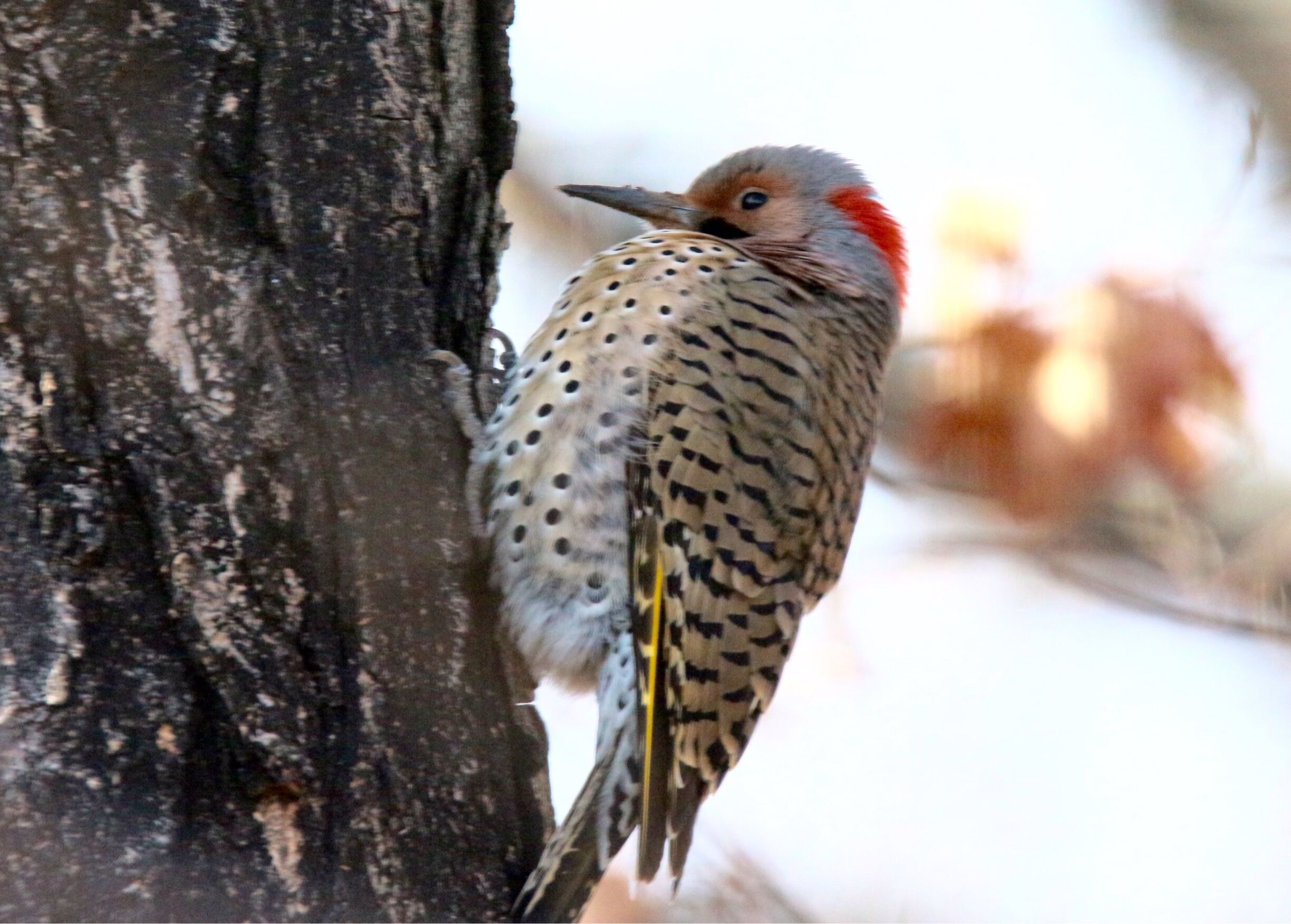 Our little friend has returned. Photo was taken in my backyard in Ballwin, MO.