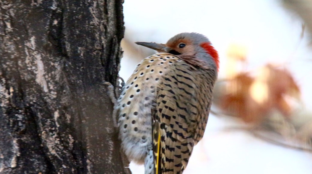 Our little friend has returned. Photo was taken in my backyard in Ballwin, MO.