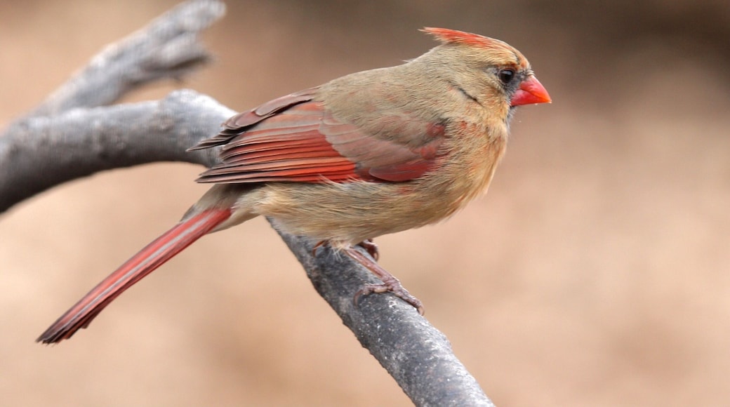 Took this photo of the female Cardinal in my back yard in Ballwin, MO.