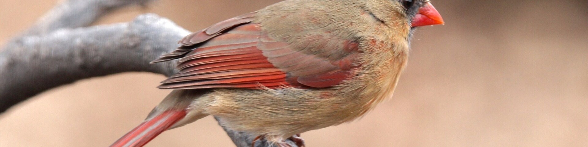 Took this photo of the female Cardinal in my back yard in Ballwin, MO.