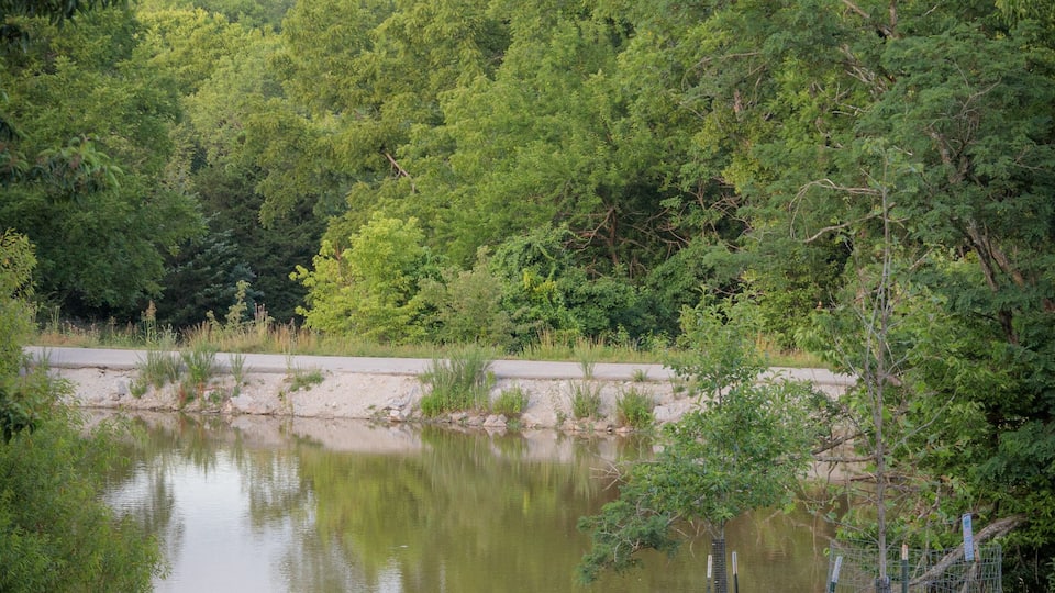 A lake surrounded by dense green trees, a grassy area, and a wooden bench with two people sitting.