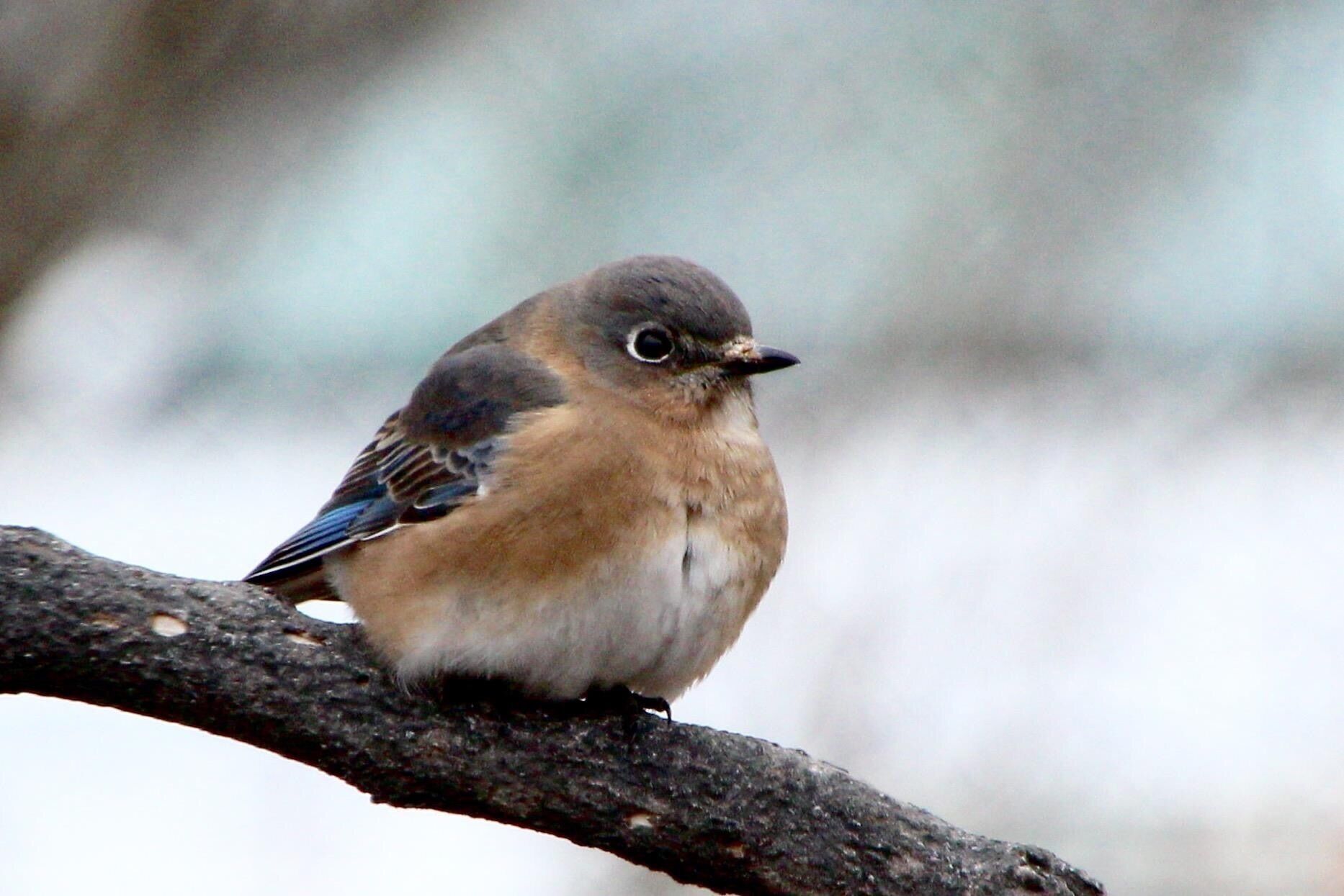 Female Blue Bird hanging out in my backyard in Ballwin, MO.