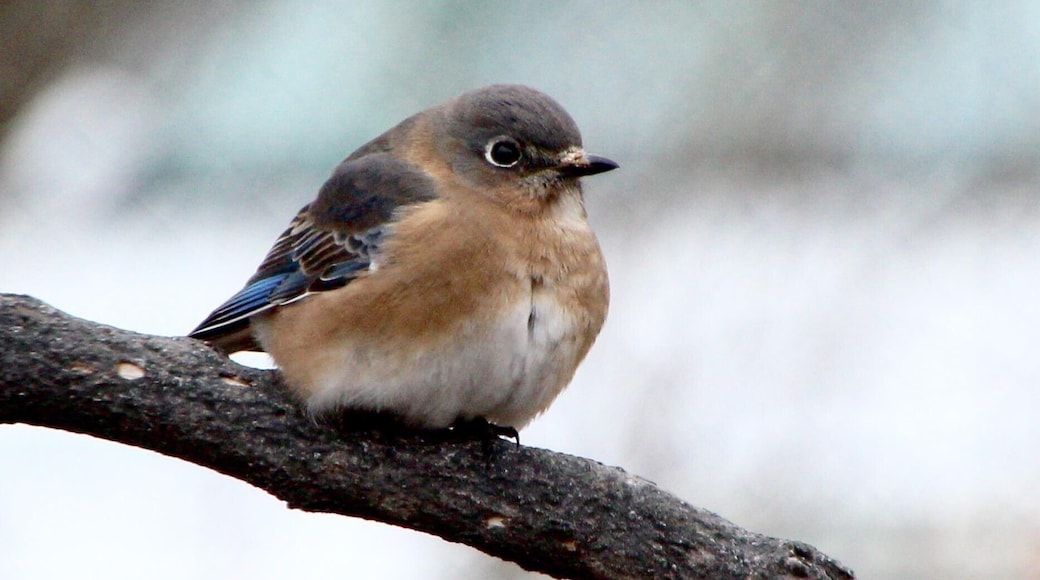 Female Blue Bird hanging out in my backyard in Ballwin, MO.