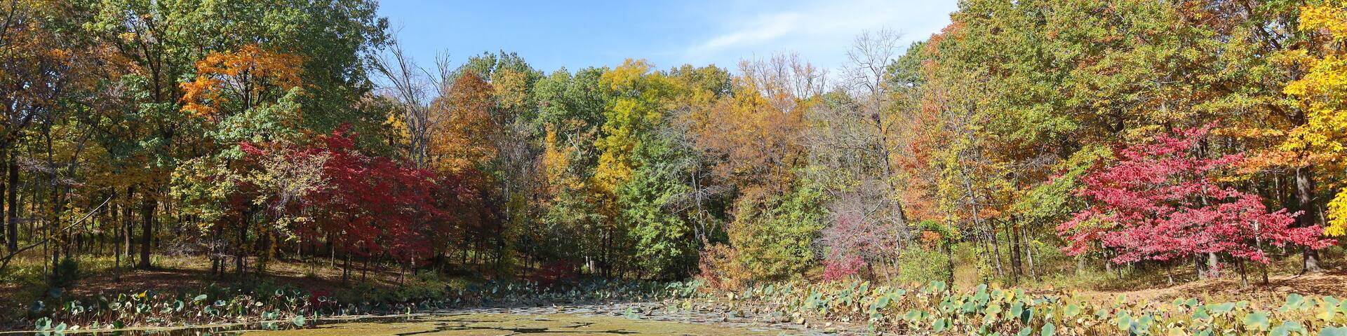 Autumn Foliage at a Midwest Lake Queeny Park St. Louis Missouri