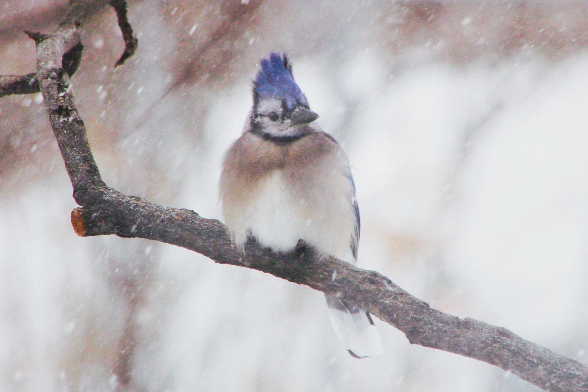Taken in my back yard last winter.