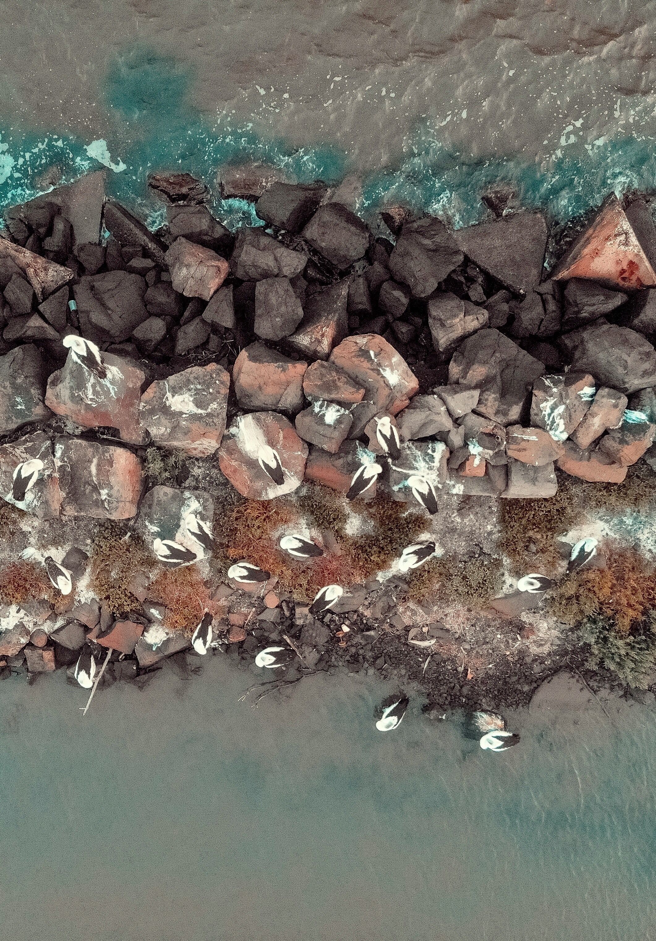 An aerial shot of a group of Pelicans on the rocks in Berkeley, NSW, Australia. #Nature