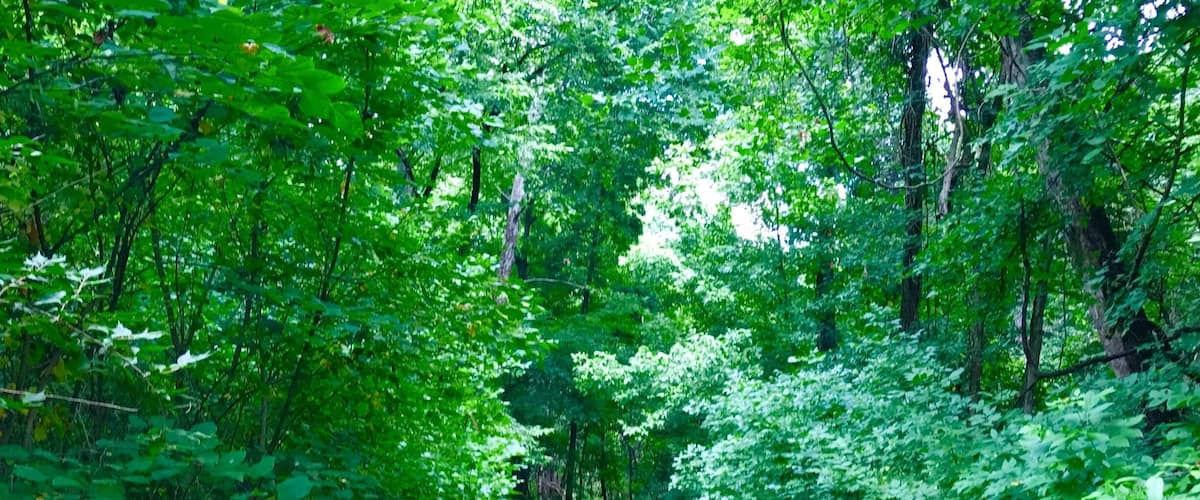 A trip thru the forest can always leave you with a sense of peace. #TakeAHike #nature #TagsForLikes #sky #sun #summer #beach #beautiful #pretty #sunset #sunrise #blue #flowers #night #tree #twilight #clouds #beauty #light #cloudporn #photooftheday #love #green #skylovers #dusk #weather #day #red #iphonesia #mothernature