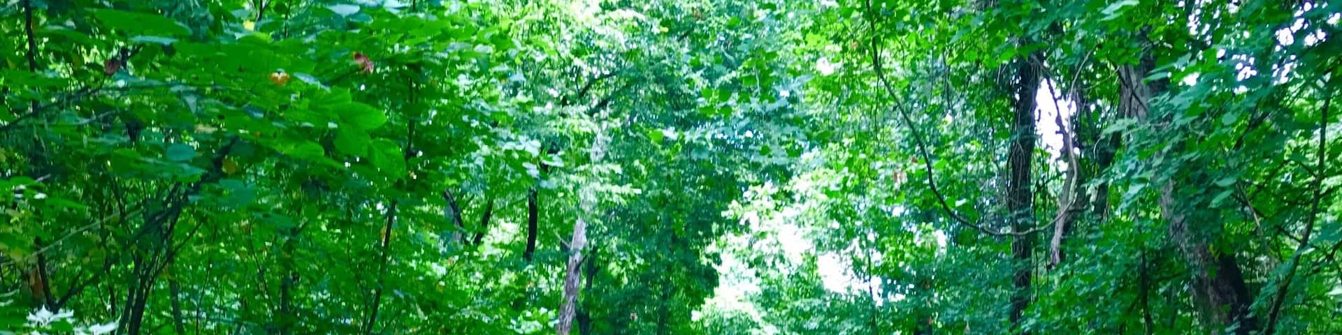 Un sendero en el bosque rodeado de frondosa vegetación verde.