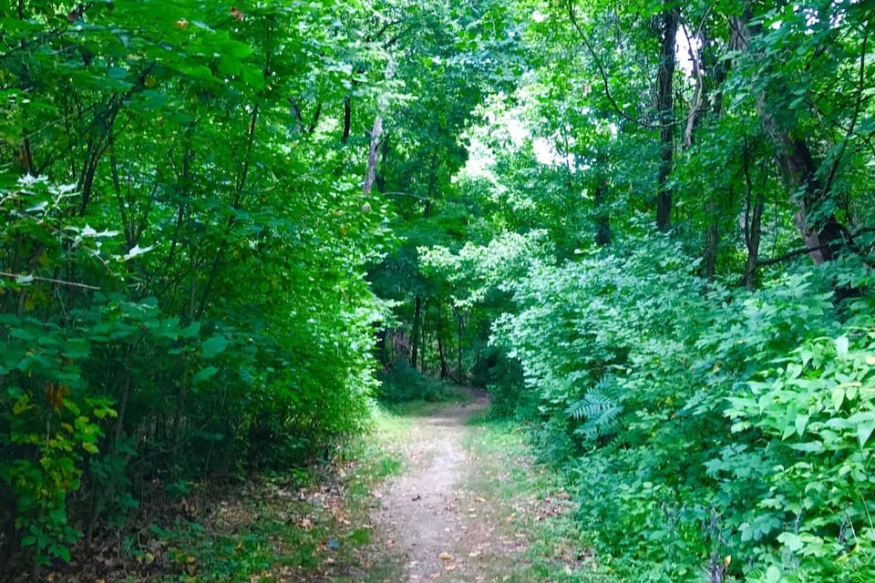 Un sentier forestier bordé d’un feuillage vert et luxuriant.