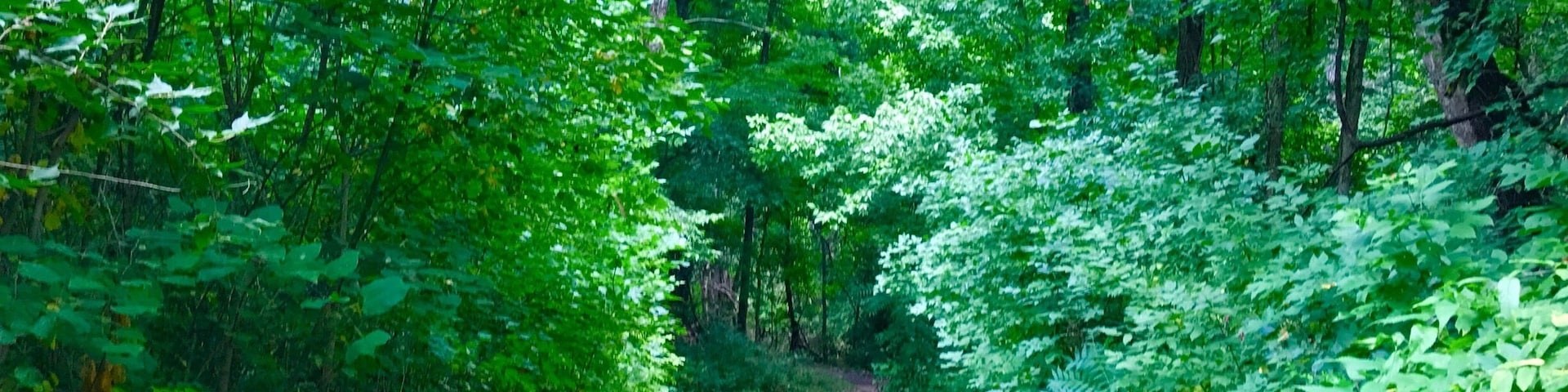 A trip thru the forest can always leave you with a sense of peace. #TakeAHike #nature #TagsForLikes #sky #sun #summer #beach #beautiful #pretty #sunset #sunrise #blue #flowers #night #tree #twilight #clouds #beauty #light #cloudporn #photooftheday #love #green #skylovers #dusk #weather #day #red #iphonesia #mothernature