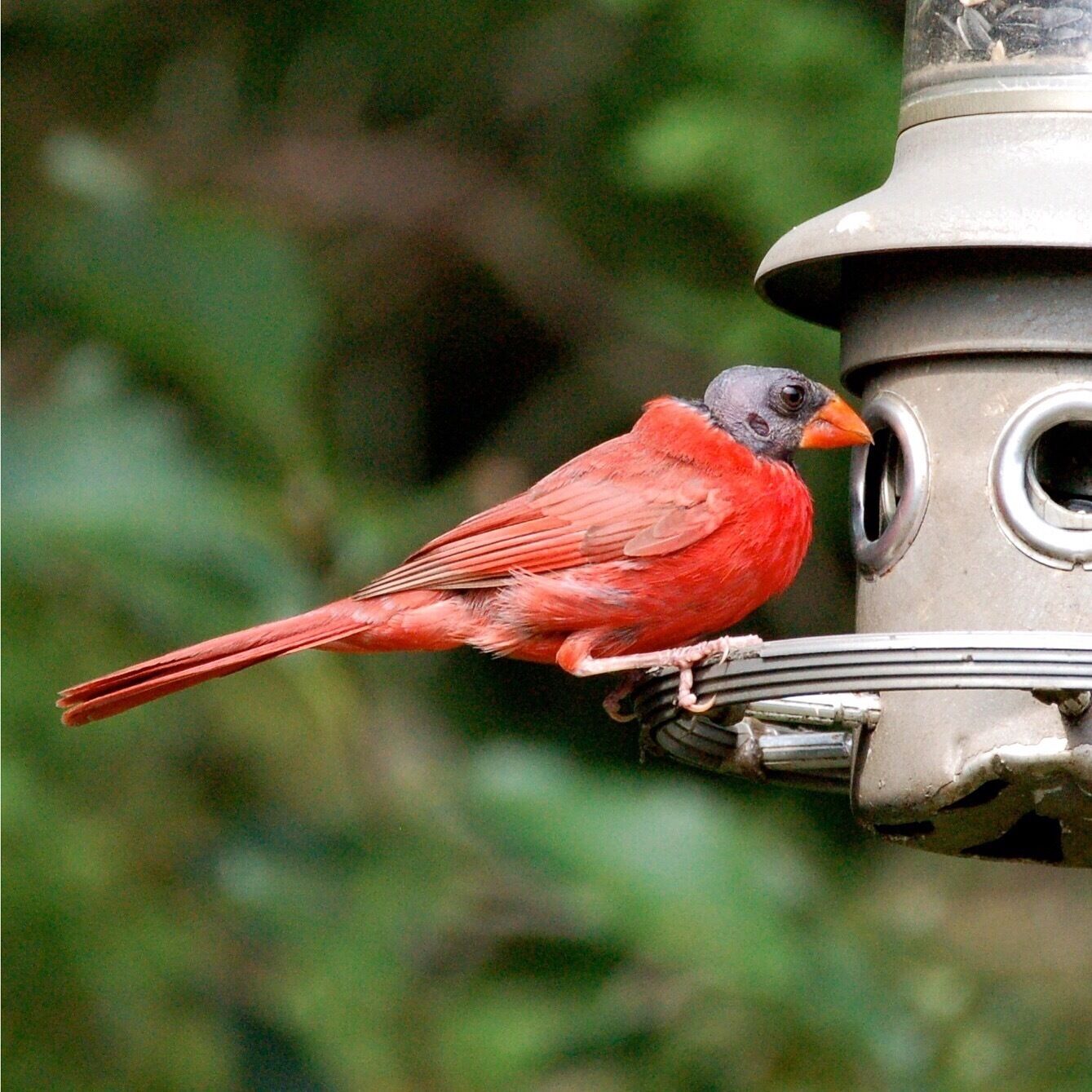 Male Cardinal missing head feathers. 