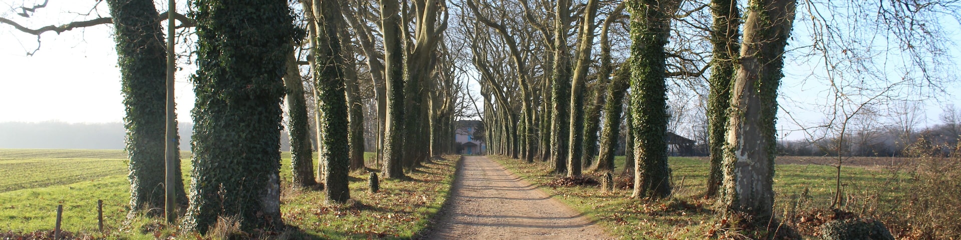 Allée du Chùteau de Loize à Saint-Cyr-sur-Menthon.