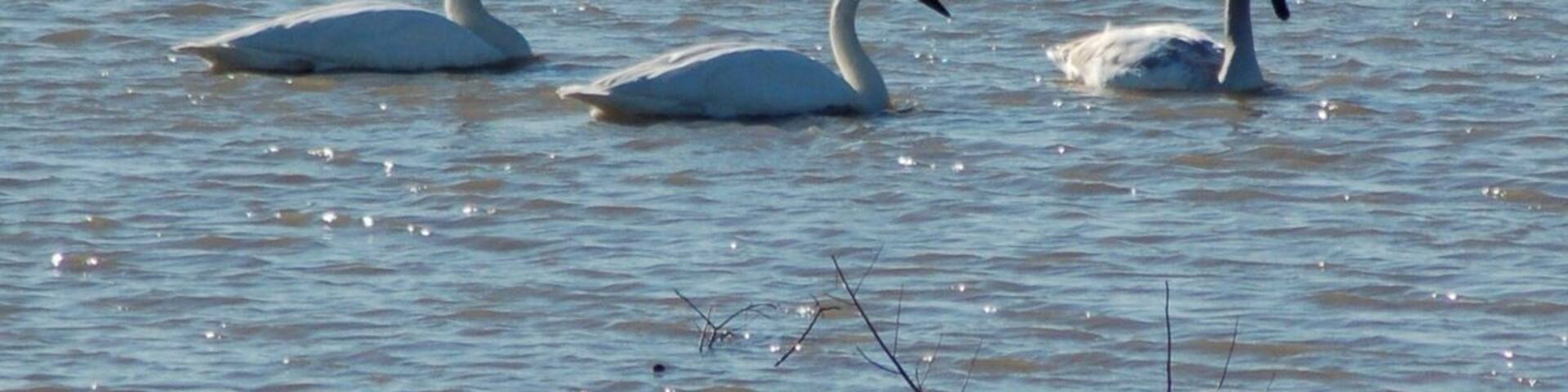 Great viewing area for migrating birds like these Trumpeter Swans.
