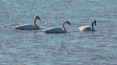 Great viewing area for migrating birds like these Trumpeter Swans.