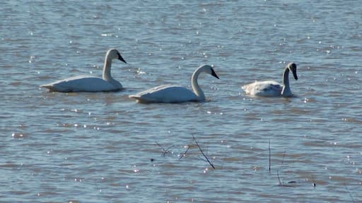Great viewing area for migrating birds like these Trumpeter Swans.