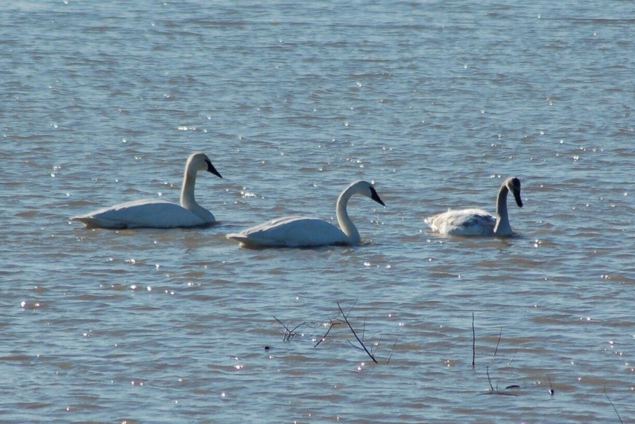 Great viewing area for migrating birds like these Trumpeter Swans.