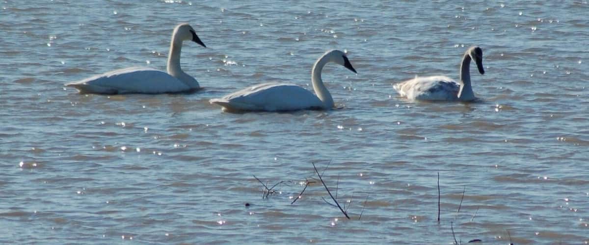 Three swans swimming in calm water.