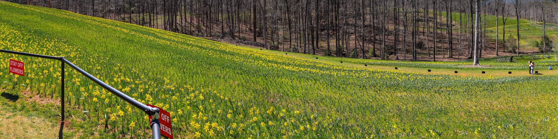 a stunning panoramic shot of a hillside covered with yellow daffodil flowers with lush green leaves and lush green grass with red sky and powerful clouds at sunset at Gibbs Gardens in Ball Ground
