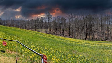 a stunning panoramic shot of a hillside covered with yellow daffodil flowers with lush green leaves and lush green grass with red sky and powerful clouds at sunset at Gibbs Gardens in Ball Ground