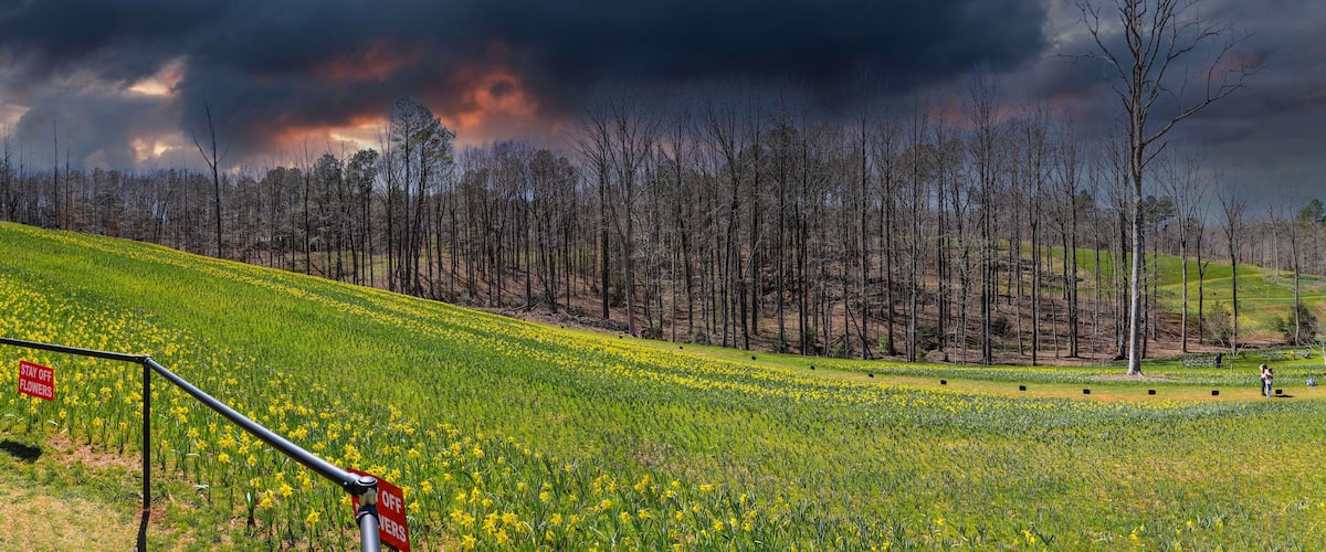 A field of yellow flowers with a 'Stay Off Flowers' sign, a forest of leafless trees, and a stormy sky.