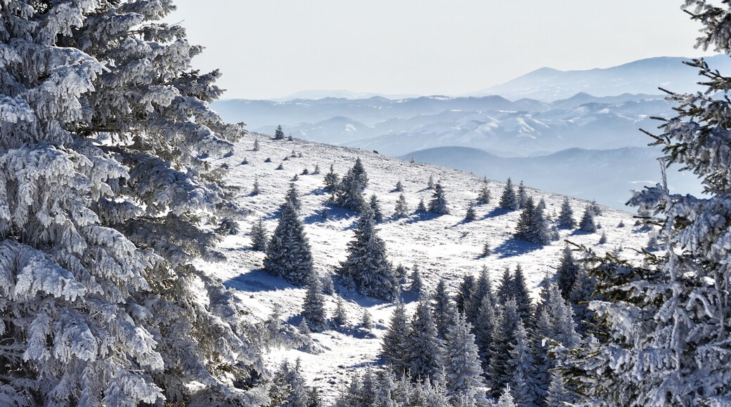Winter forest covered in snow in Kopaonik, Serbia