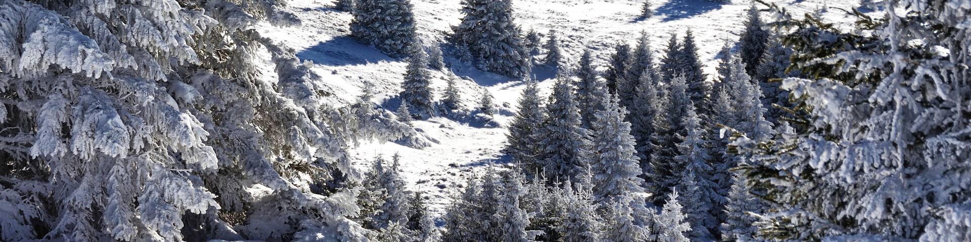 Winter forest covered in snow in Kopaonik, Serbia