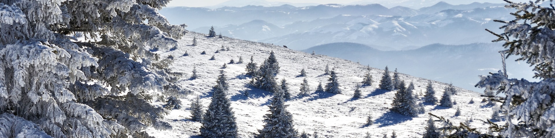 Winter forest covered in snow in Kopaonik, Serbia