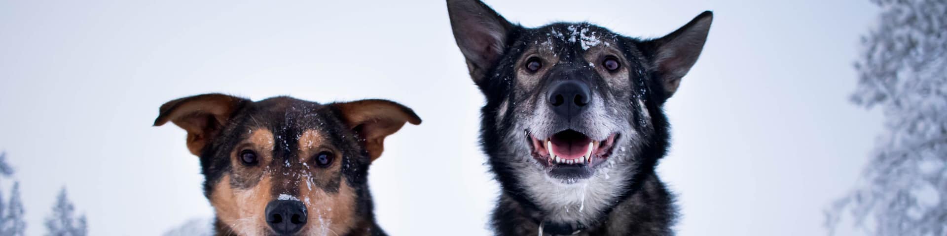 Husky dogs in the snow in Lannavaara, Sweden (Lapland)