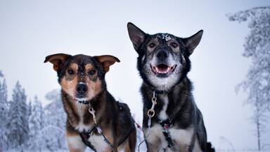 Husky dogs in the snow in Lannavaara, Sweden (Lapland)