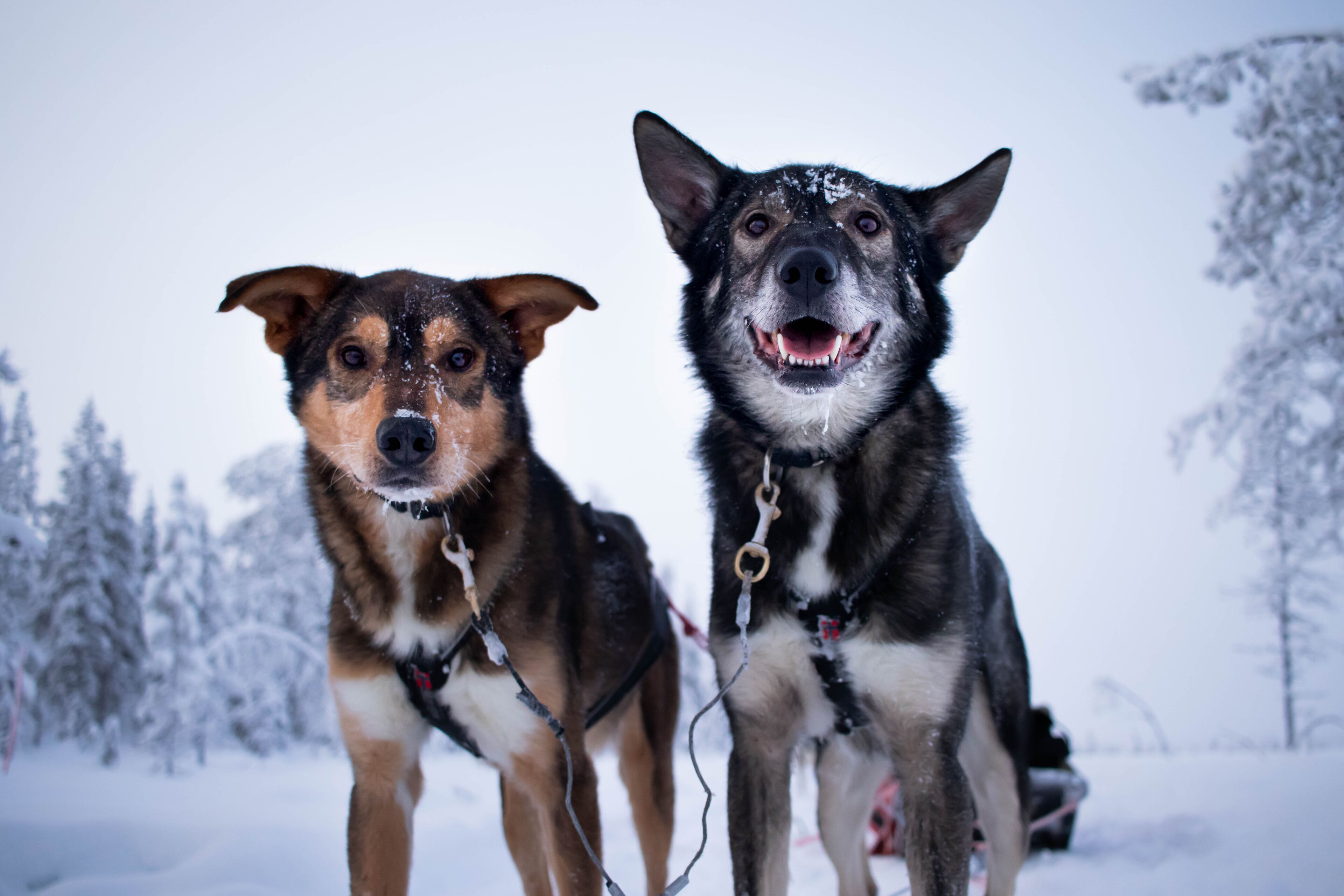 Two dogs in a snowy landscape with trees in the background.