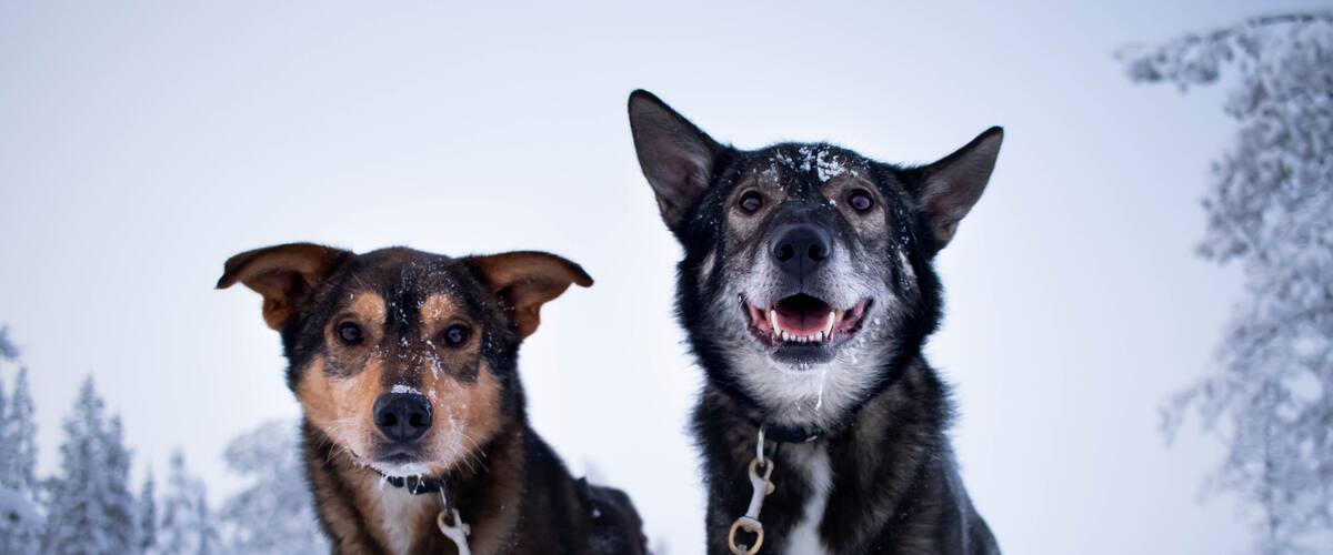 Two dogs in a snowy landscape with trees in the background.