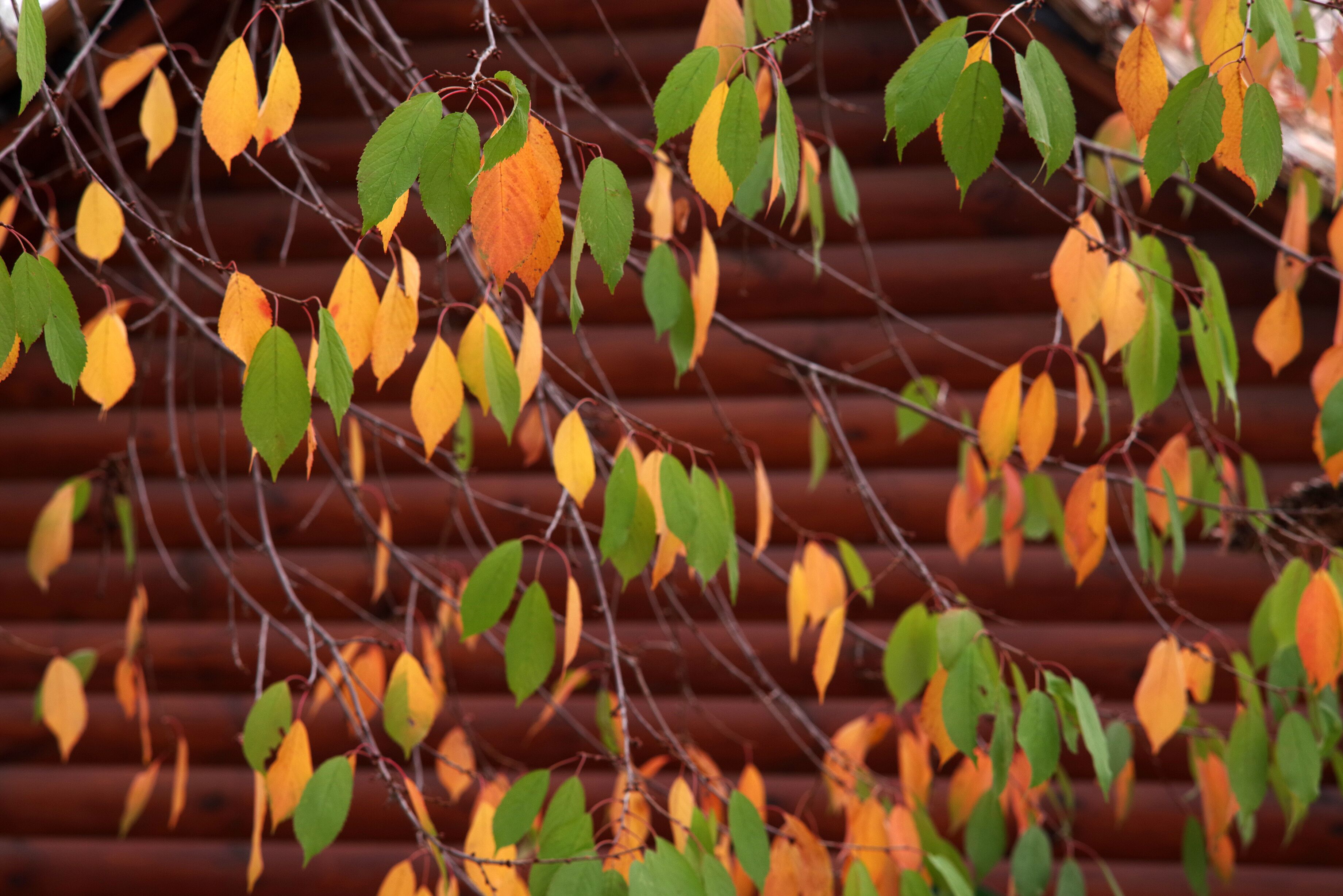 Autumn tree with red, yellow and green leaves on the background of a log house.