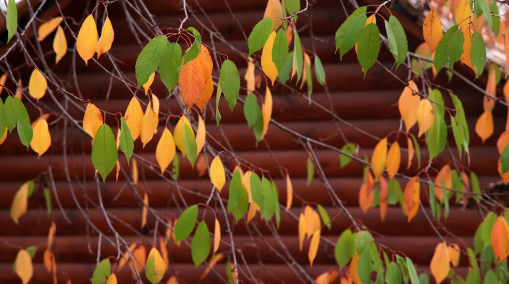 Autumn tree with red, yellow and green leaves on the background of a log house.