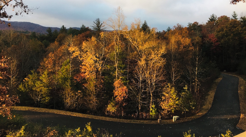 Fall into Winter as the tree lose their leaves and the day loses it’s light.