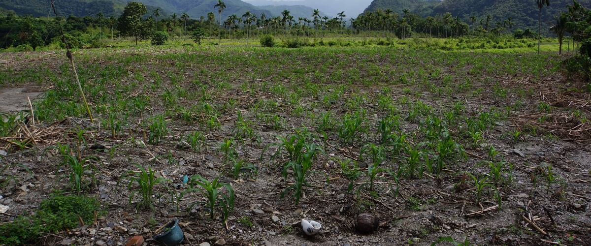 A rural landscape with young crops, palm trees, and mountains in the background.