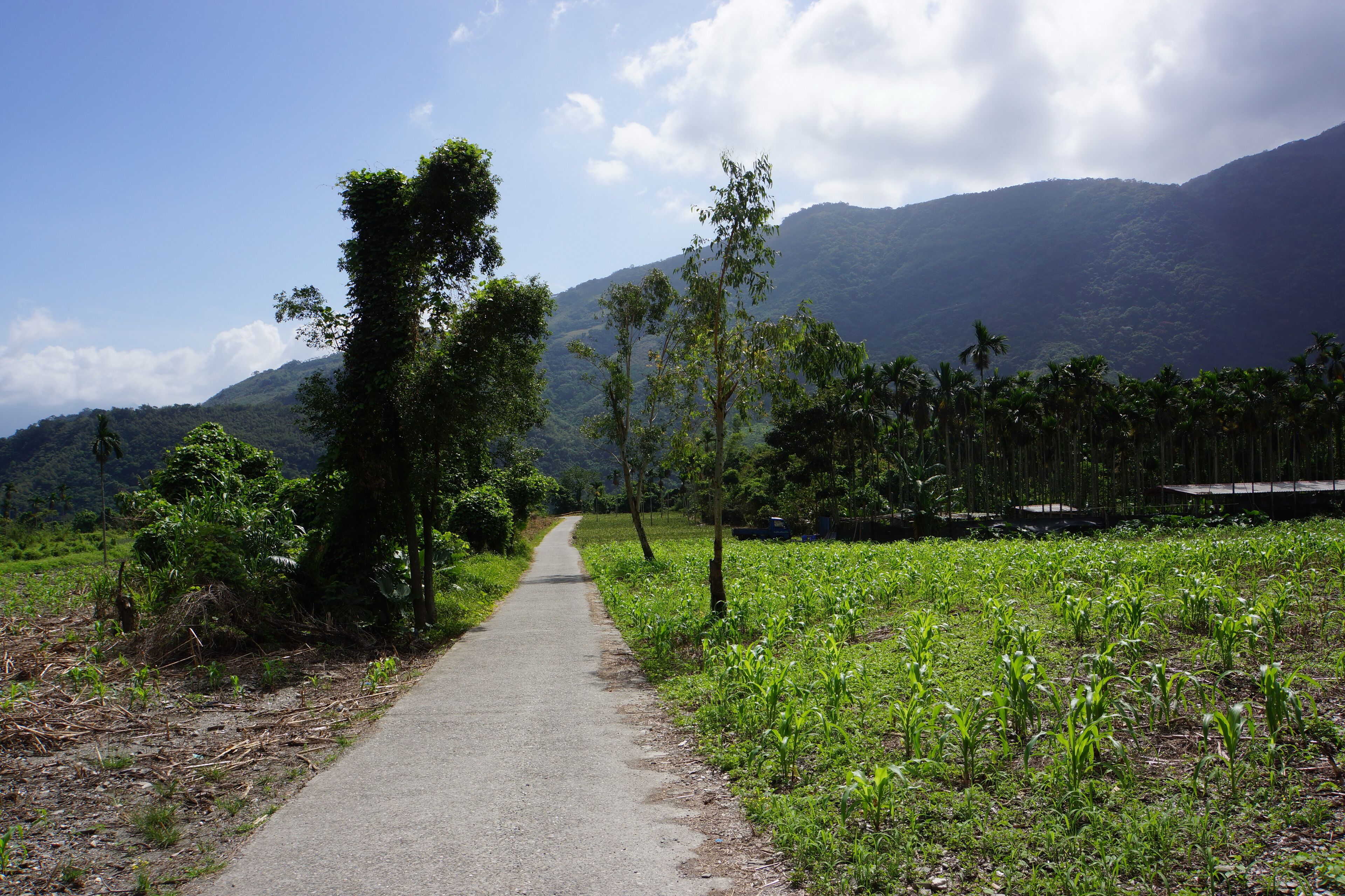 Hongye Village 紅葉村