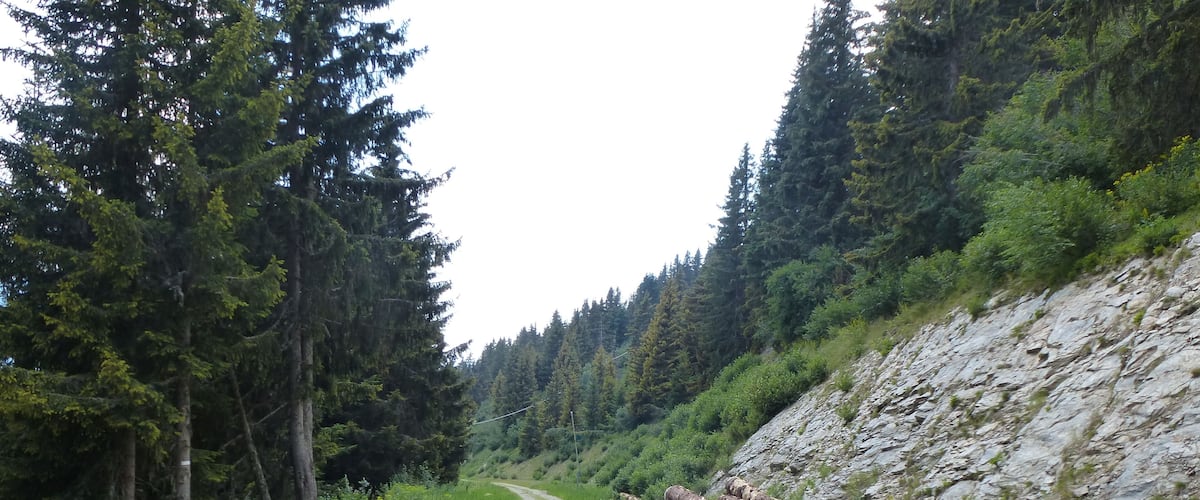 A gravel road winding through a forest with tall evergreen trees and a rocky hillside.