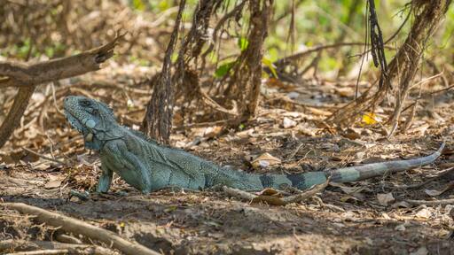 Iguana in riverbank of Brazilian Pantanal