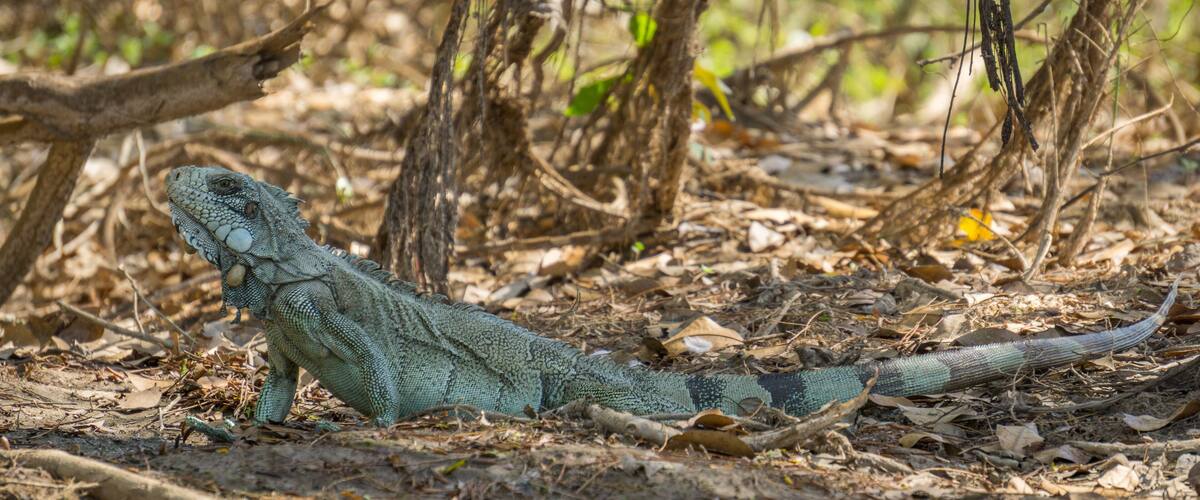 A large iguana on a forest floor with dry leaves and branches.