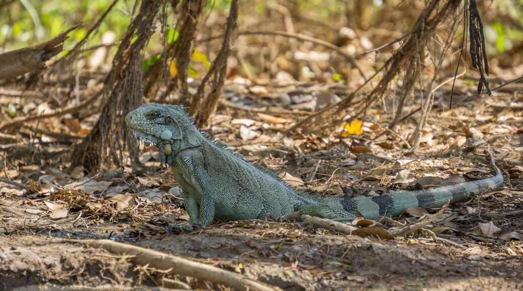 Iguana in riverbank of Brazilian Pantanal