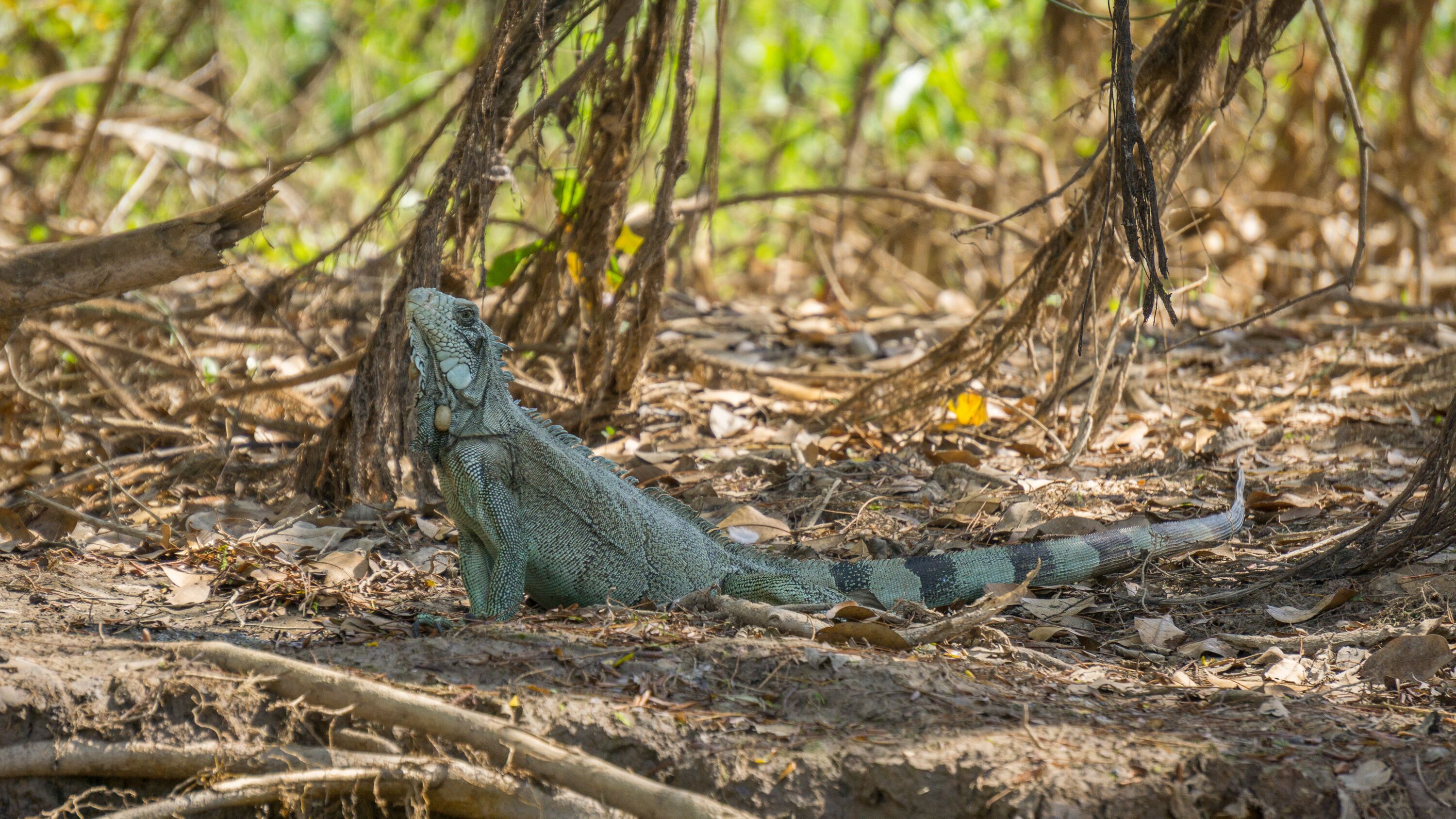 Iguana in riverbank of Brazilian Pantanal